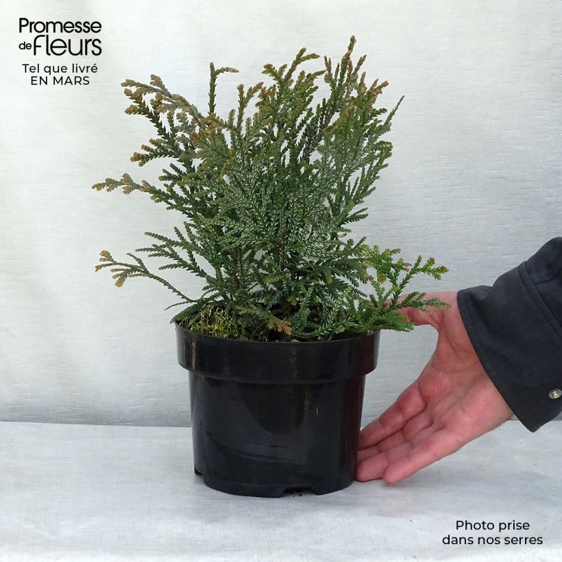 Thujopsis dolabrata - Hiba 4L/5L pot sample as delivered in winter