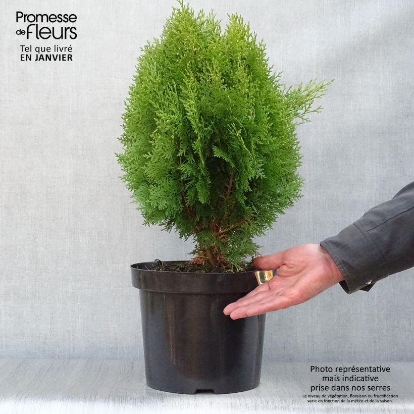 Oriental Arborvitae - Platycladus orientalis Aurea Nana 7.5L/10L pot sample as delivered in winter