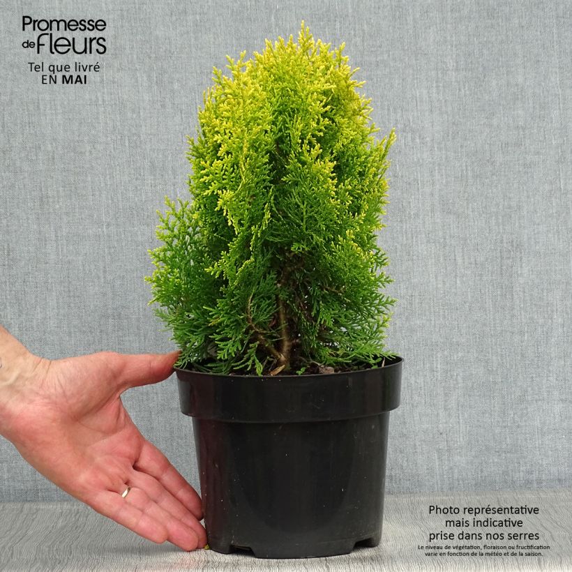 Oriental Arborvitae - Platycladus orientalis Aurea Nana 2L/3L pot sample as delivered in spring