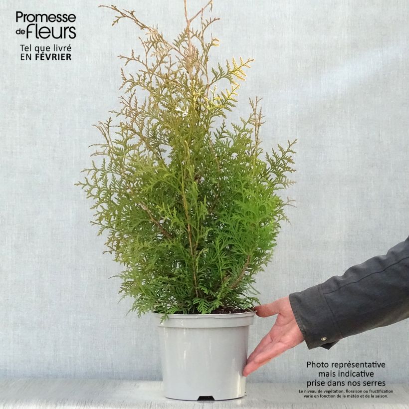 Thuja&#x20;occidentalis&#x20;Brabant&#x20;-&#x20;Canadian&#x20;Arborvitae&#x20;2L&#x2F;3L&#x20;pot&#x20;sample&#x20;as&#x20;delivered&#x20;in&#x20;winter