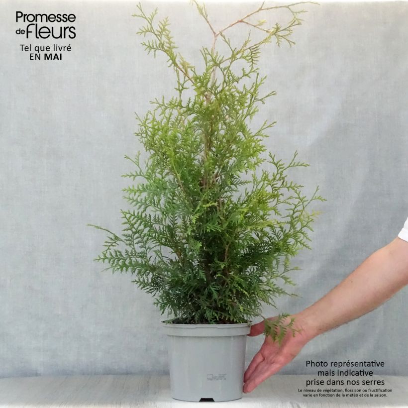 Thuja occidentalis Brabant - Canadian Arborvitae 4L/5L pot sample as delivered in spring