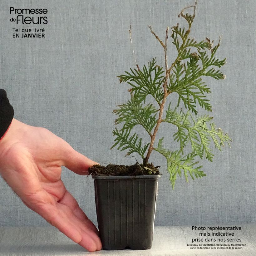 Thuja&#x20;occidentalis&#x20;Brabant&#x20;-&#x20;Canadian&#x20;Arborvitae&#x20;8&#x2F;9&#x20;cm&#x20;pot&#x20;sample&#x20;as&#x20;delivered&#x20;in&#x20;winter