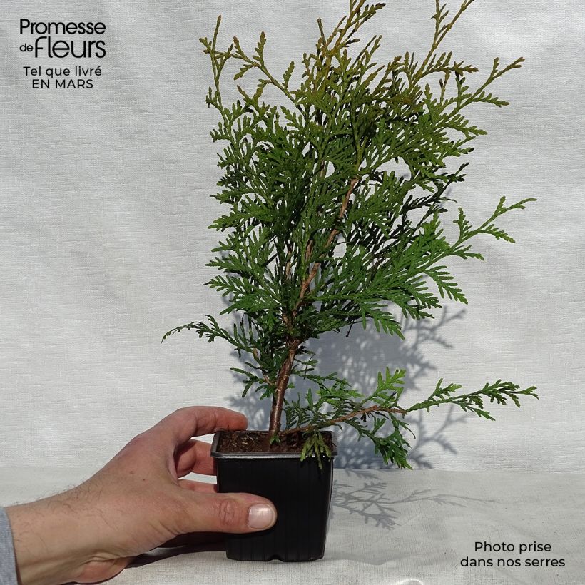 Thuja occidentalis Brabant - Canadian Arborvitae 8/9 cm pot sample as delivered in spring