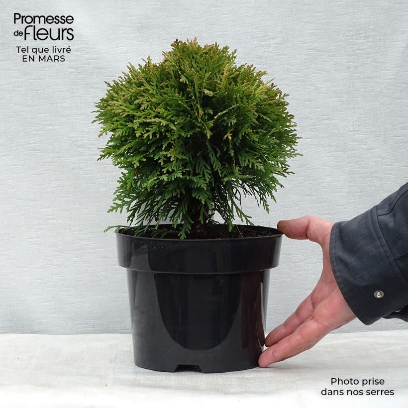 Thuja occidentalis Danica - Canadian Arborvitae 2L/3L pot sample as delivered in spring