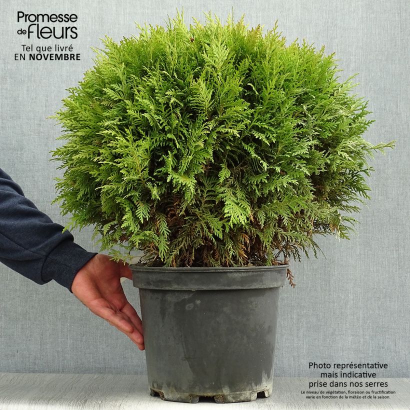 Thuja occidentalis Danica - Canadian Arborvitae 7.5L/10L pot sample as delivered in autumn