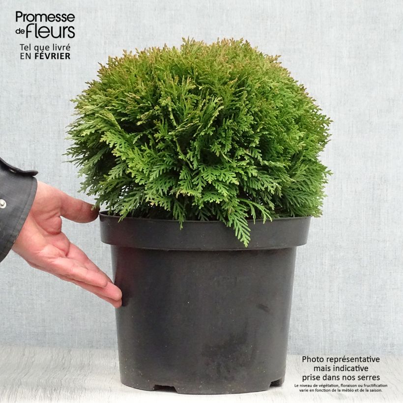 Thuja occidentalis Danica - Canadian Arborvitae 7.5L/10L pot sample as delivered in winter