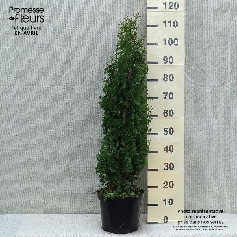 Thuja occidentalis Degroots Spire - Canadian Arborvitae 7.5L/10L pot sample as delivered in spring