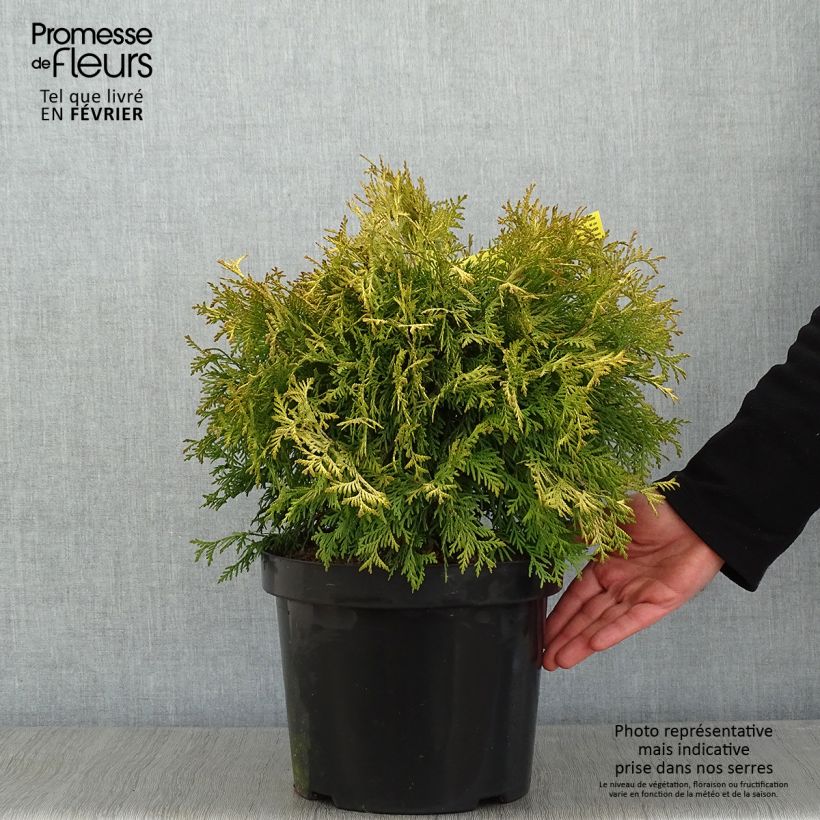 Thuja occidentalis Golden Globe - Canadian Arborvitae 7.5L/10L pot sample as delivered in winter