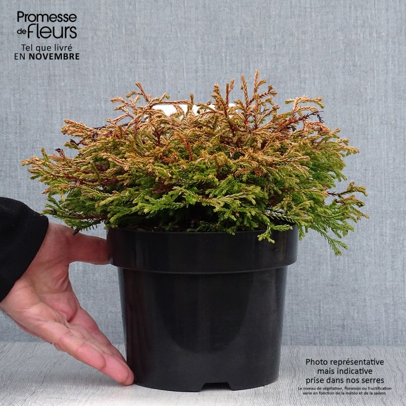 Thuja occidentalis Golden Tuffet - Canadian Arborvitae 2L/3L pot sample as delivered in autumn