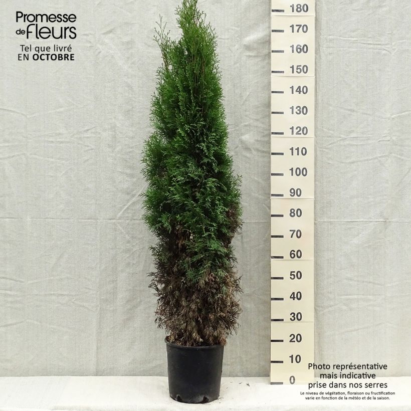 Thuja occidentalis Smaragd - Canadian Arborvitae 7.5L/10L pot sample as delivered in autumn