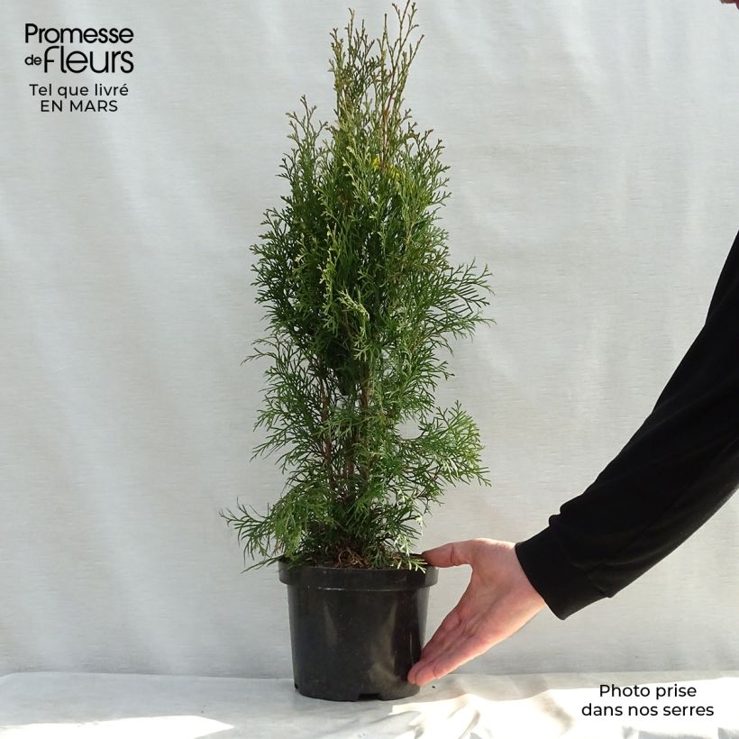 Thuja occidentalis Smaragd - Canadian Arborvitae 3L/4L pot sample as delivered in spring