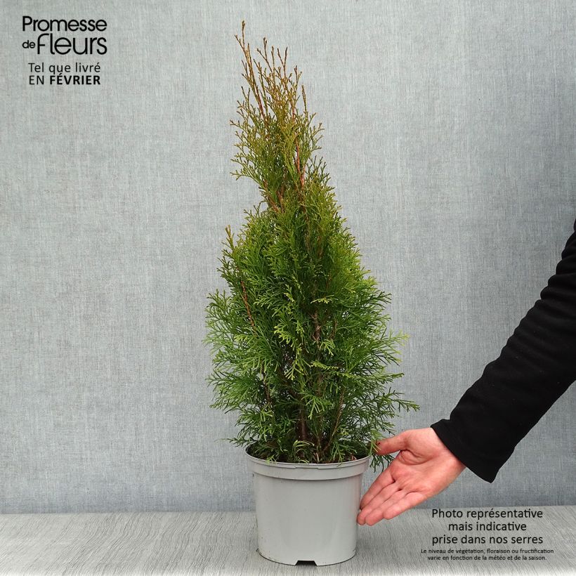 Thuja occidentalis Smaragd - Canadian Arborvitae 3L/4L pot sample as delivered in winter