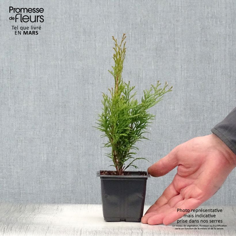 Thuja occidentalis Smaragd - Canadian Arborvitae 8/9 cm pot sample as delivered in spring
