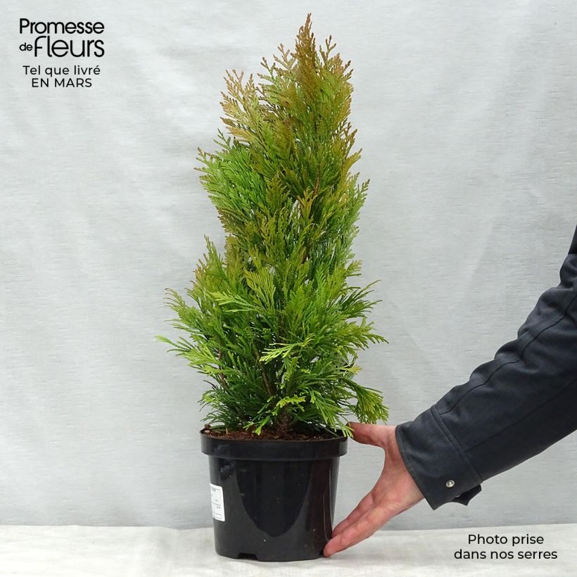 Thuja plicata Goldy - Western Red Cedar 2L/3L pot sample as delivered in spring