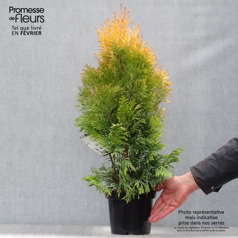 Thuja plicata Goldy - Western Red Cedar 2L/3L pot sample as delivered in winter