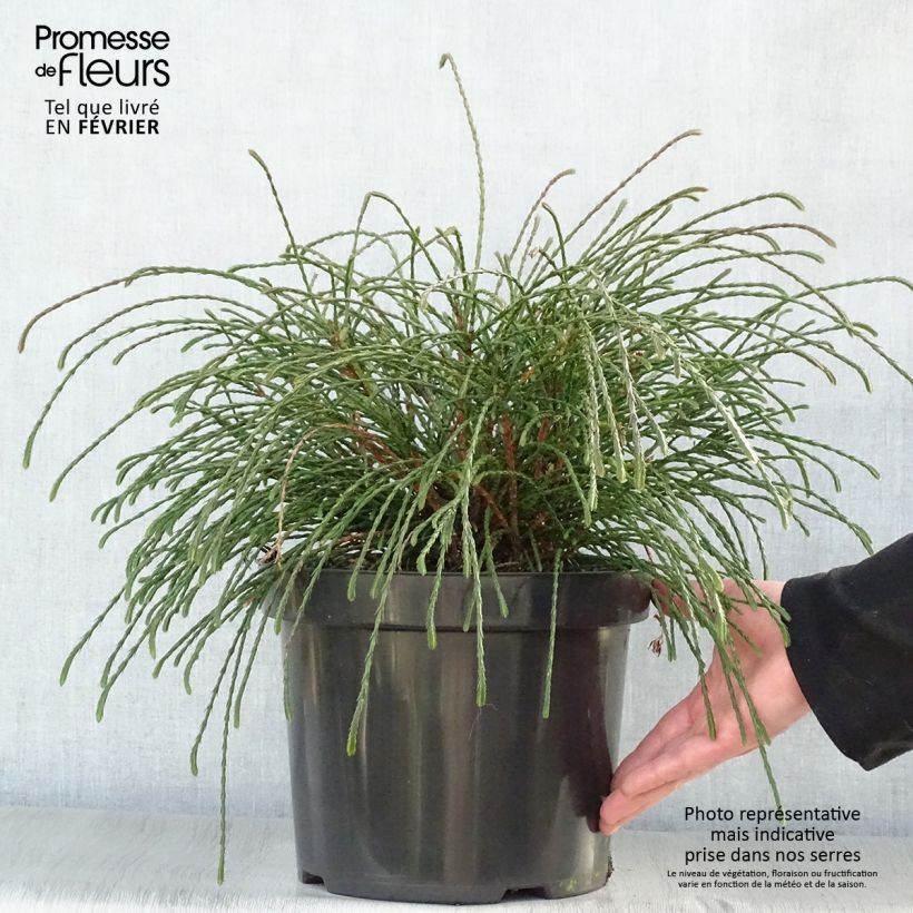 Thuja plicata Whipcord - Western Red Cedar 7.5L/10L pot sample as delivered in winter