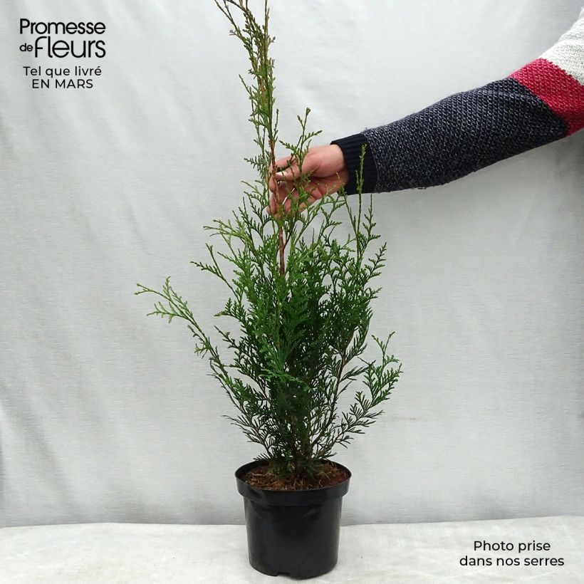 Thuja plicata Atrovirens - Western Red Cedar for hedging 2L/3L pot sample as delivered in winter