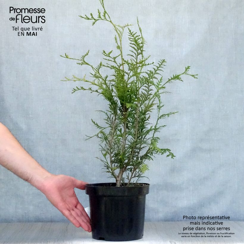 Thuja plicata Atrovirens - Western Red Cedar for hedging 4L/5L pot sample as delivered in spring