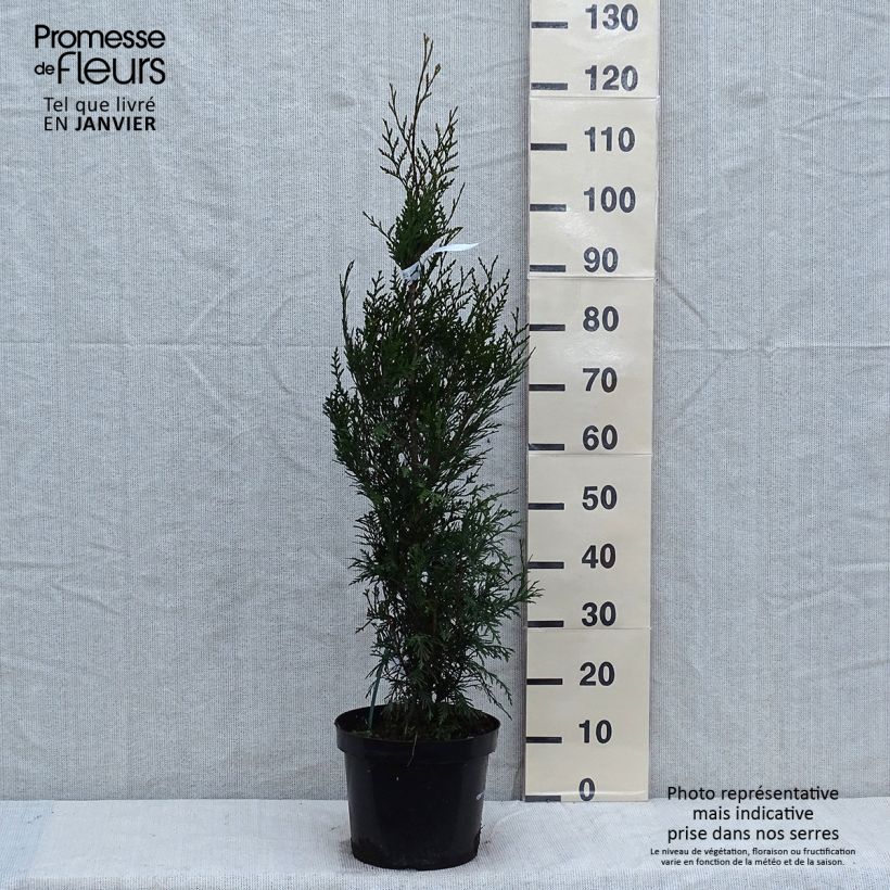 Thuja plicata Atrovirens - Western Red Cedar for hedging 6L/7L pot sample as delivered in winter