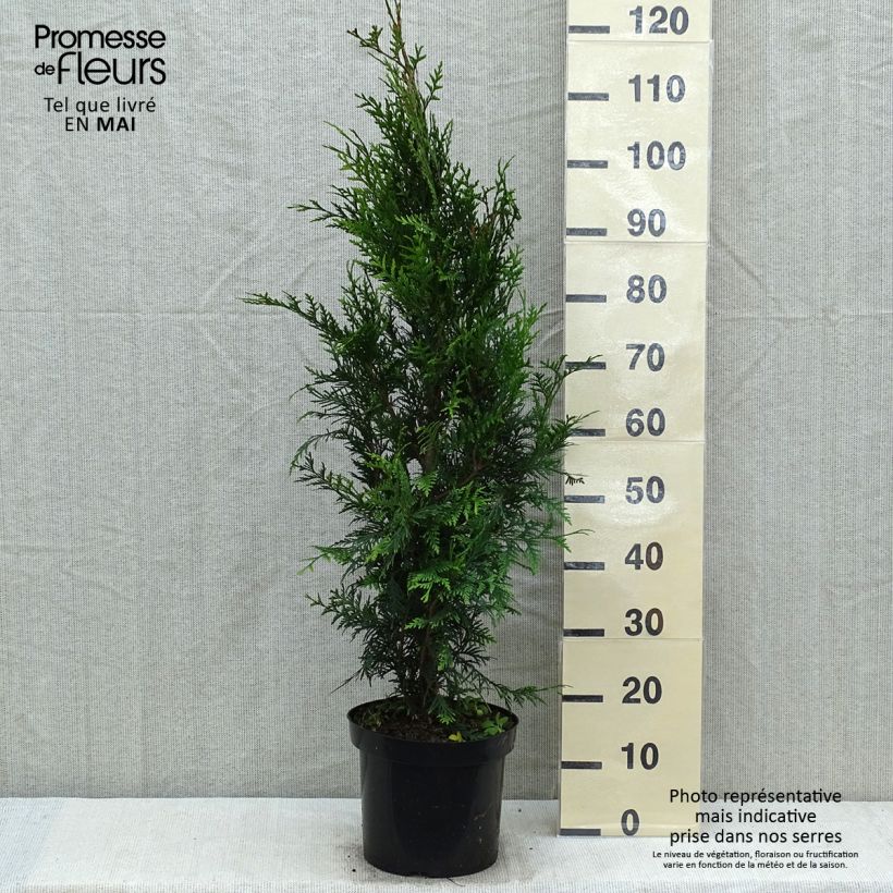 Thuja plicata Atrovirens - Western Red Cedar for hedging 6L/7L pot sample as delivered in spring