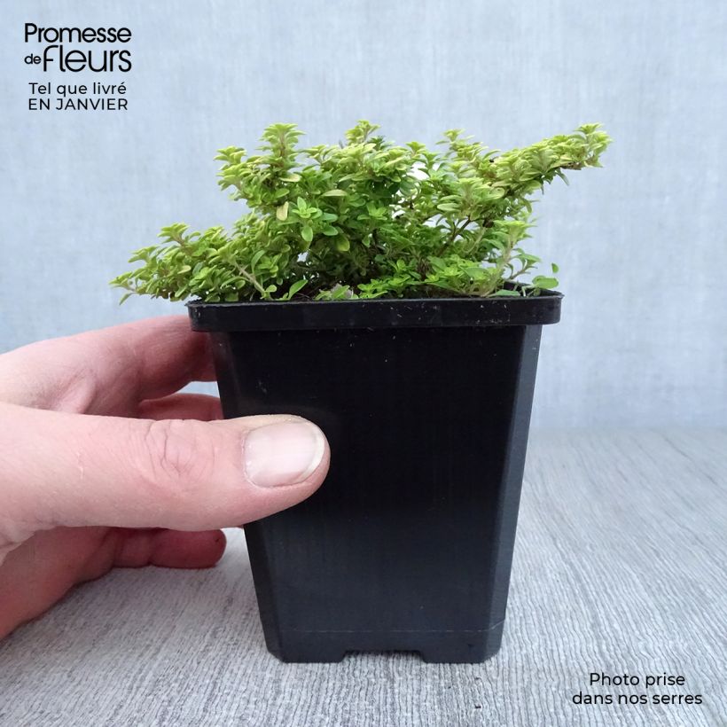 Thymus citriodorus Bertram Anderson - Lemon Thyme 8/9 cm pot sample as delivered in winter