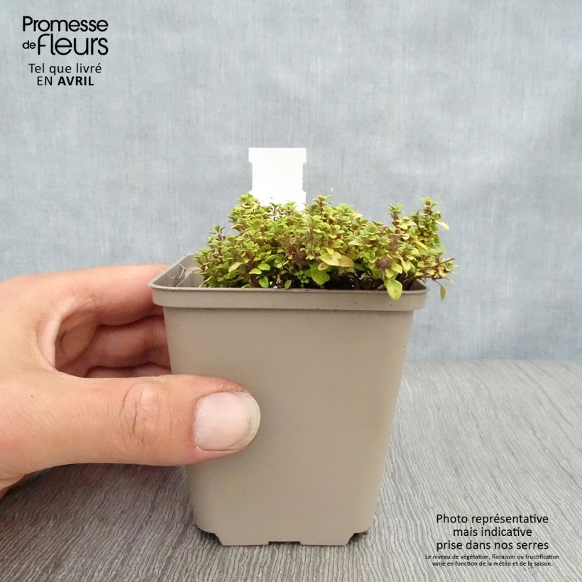 Thymus citriodorus Bertram Anderson - Lemon Thyme 8/9 cm pot sample as delivered in spring