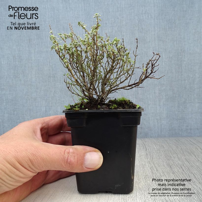 Thymus citriodorus Silver Edge - Organic Thyme 7/8 cm pot sample as delivered in autumn