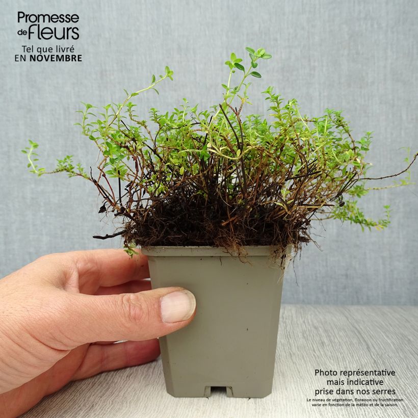 Thymus citriodorus Aureus - Lemon Thyme 8/9 cm pot sample as delivered in autumn