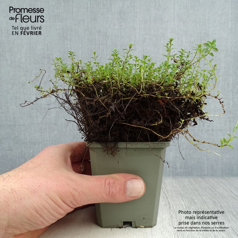 Thymus citriodorus Aureus - Lemon Thyme 8/9 cm pot sample as delivered in winter