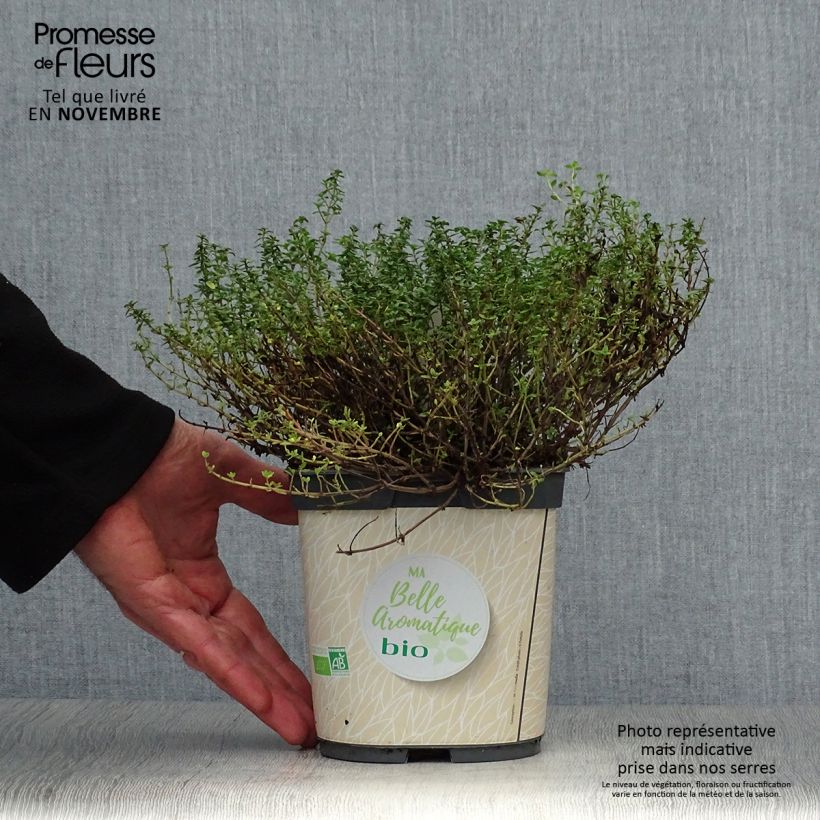 Thymus citriodorus - Lemon Thyme in Organic Plant 2L/3L pot sample as delivered in autumn