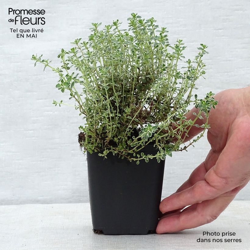 Thymus citriodorus Silver Queen - Lemon Thyme 8/9 cm pot sample as delivered in spring
