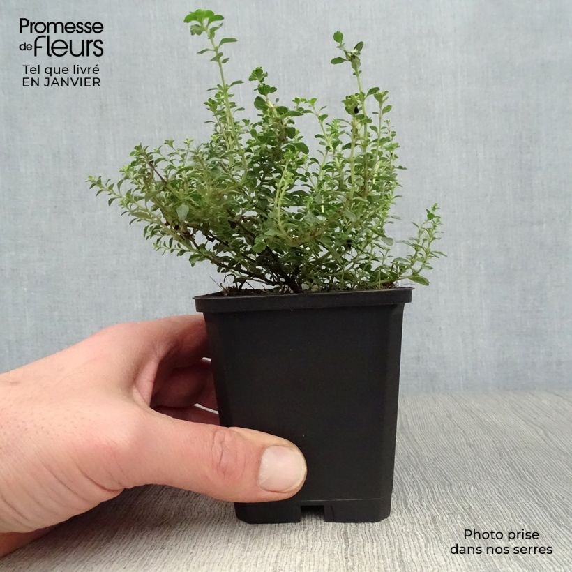 Thymus citriodorus Silver Queen - Lemon Thyme 8/9 cm pot sample as delivered in winter
