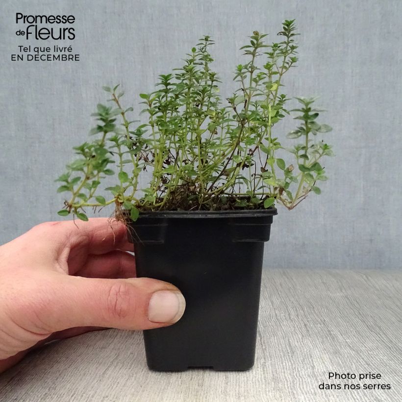 Thymus citriodorus variegated - Lemon Thyme 7/8 cm pot sample as delivered in winter