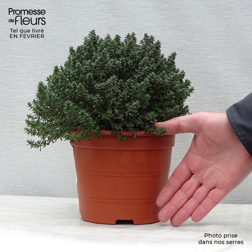 Thymus vulgaris Compactus - Winter Thyme 2L/3L pot sample as delivered in winter
