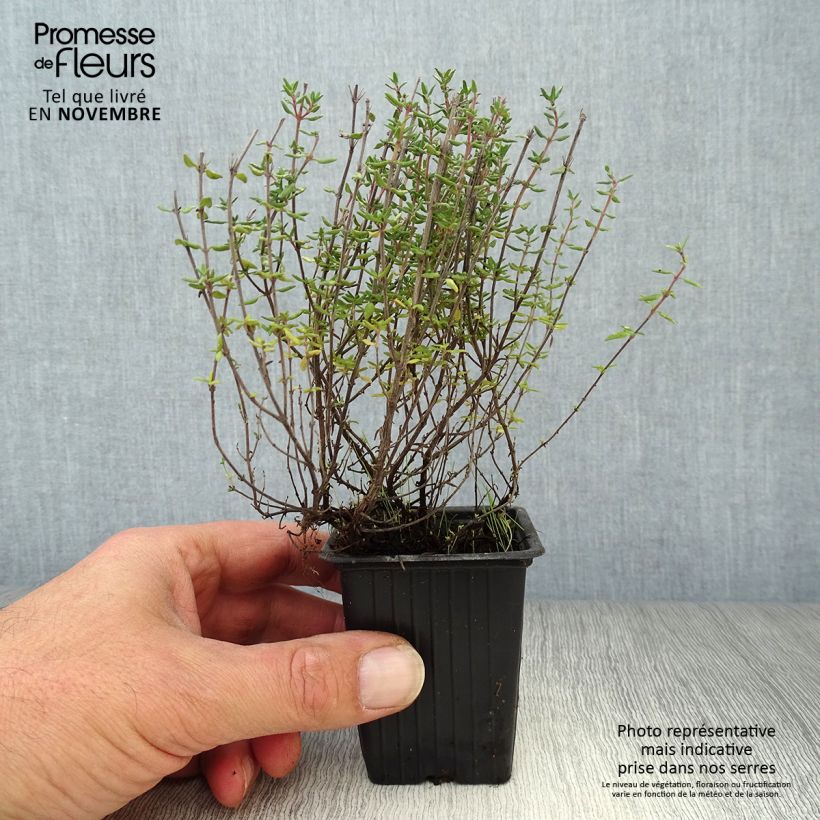 Thymus vulgaris Provence 7/8 cm pot sample as delivered in autumn
