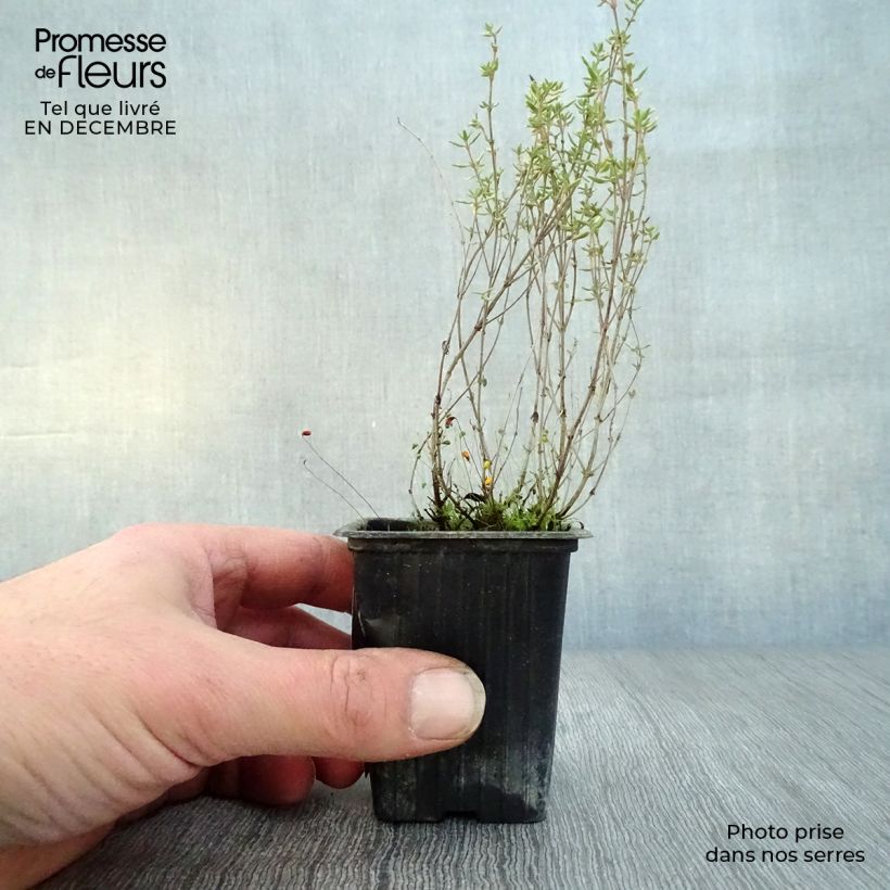Thymus vulgaris Provence 7/8 cm pot sample as delivered in winter