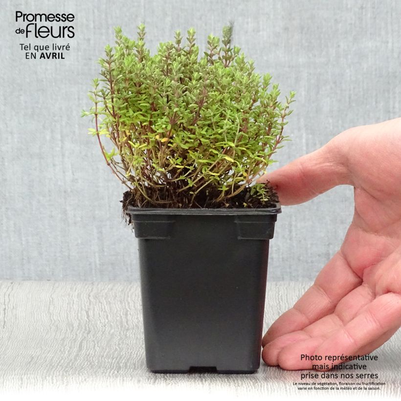 Thymus vulgaris Provence 7/8 cm pot sample as delivered in spring