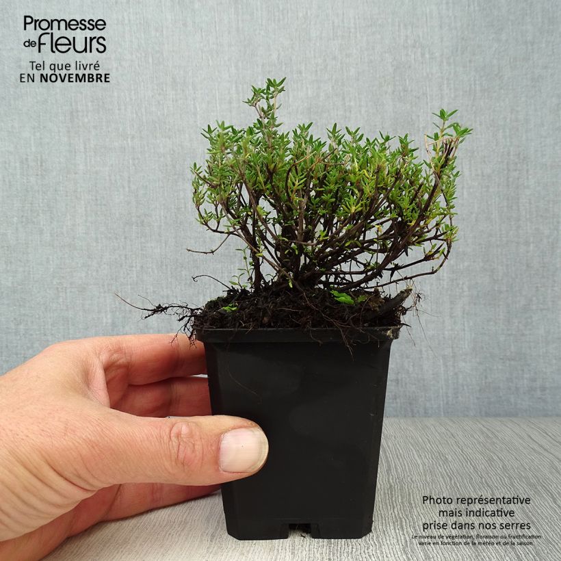 Thymus vulgaris Compactus - Winter Thyme 8/9 cm pot sample as delivered in autumn