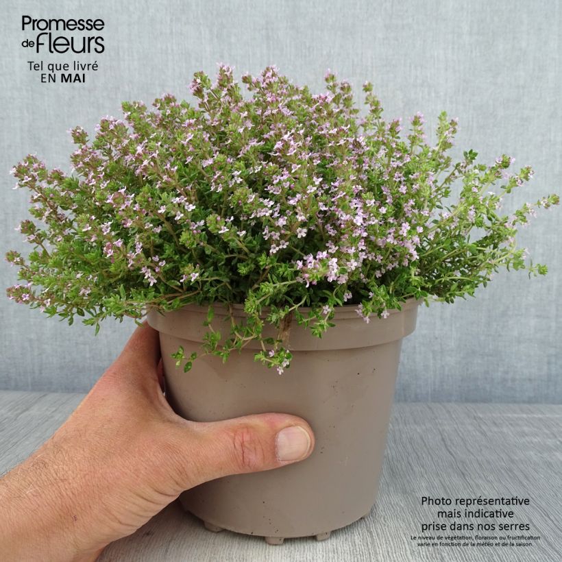 Thymus vulgaris Compactus - Winter Thyme 2L/3L pot sample as delivered in spring