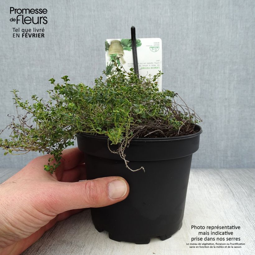 Thymus citriodorus Doone Valley - Lemon Thyme 1L/1.5L pot sample as delivered in winter