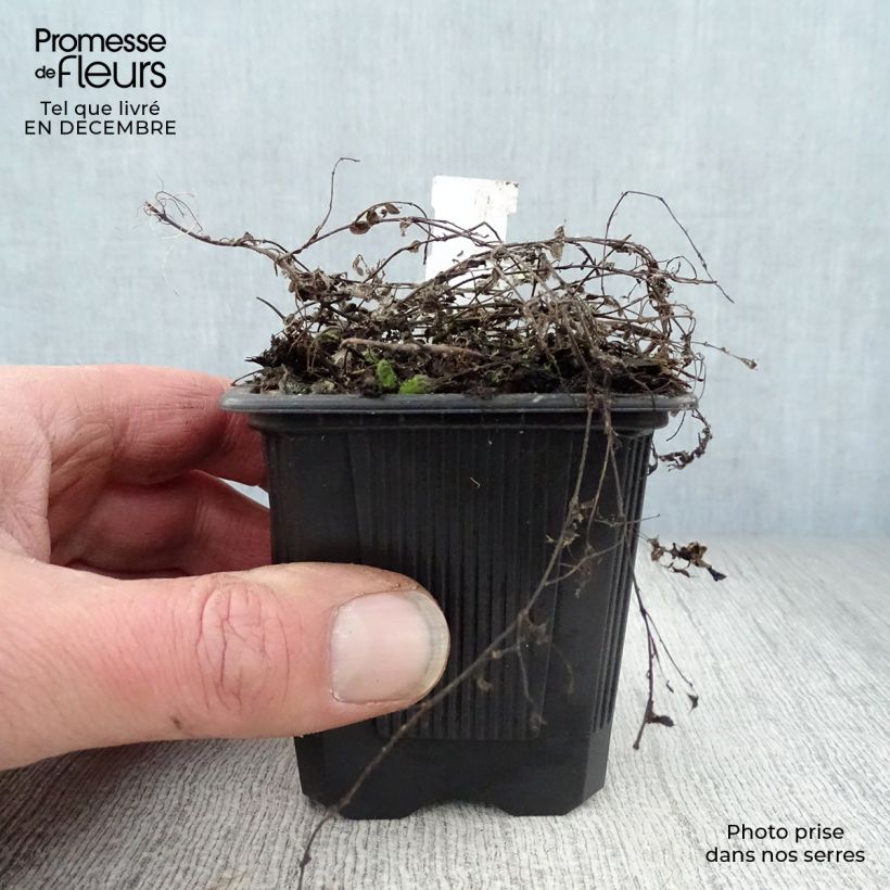 Thymus pseudolanuginosus - Thyme 8/9 cm pot sample as delivered in winter