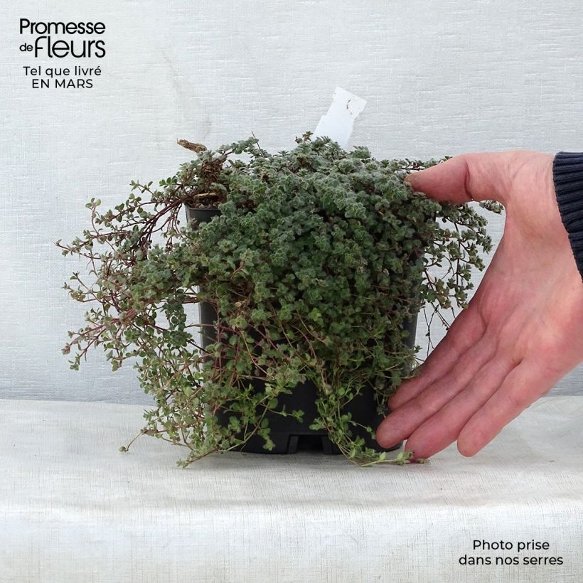 Thymus pseudolanuginosus - Thyme 2L/3L pot sample as delivered in spring