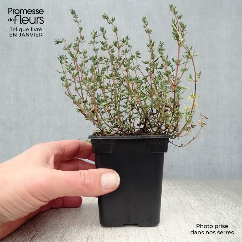 Thymus officinalis - Organic Thyme 8/9 cm pot sample as delivered in winter
