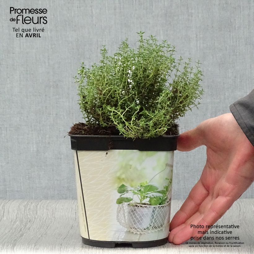 Thymus officinalis - Organic potted Thyme 1L/1.5L pot sample as delivered in spring