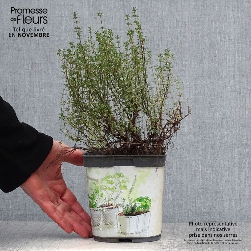 Thymus officinalis - Organic potted Thyme 1L/1.5L pot sample as delivered in autumn