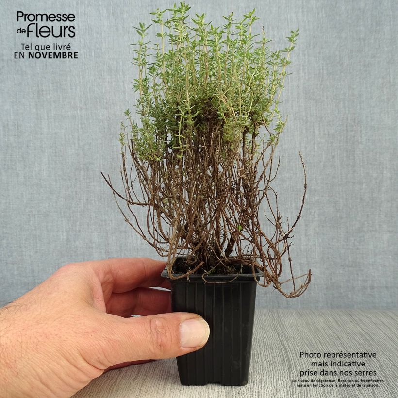 Thymus vulgaris Fragrantissimus - Orange Thyme in plants 7/8 cm pot sample as delivered in autumn