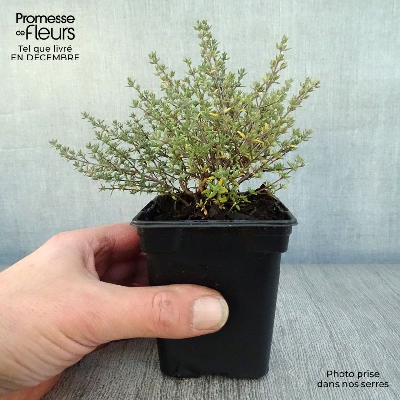 Thymus vulgaris Fragrantissimus - Orange Thyme in plants 7/8 cm pot sample as delivered in winter
