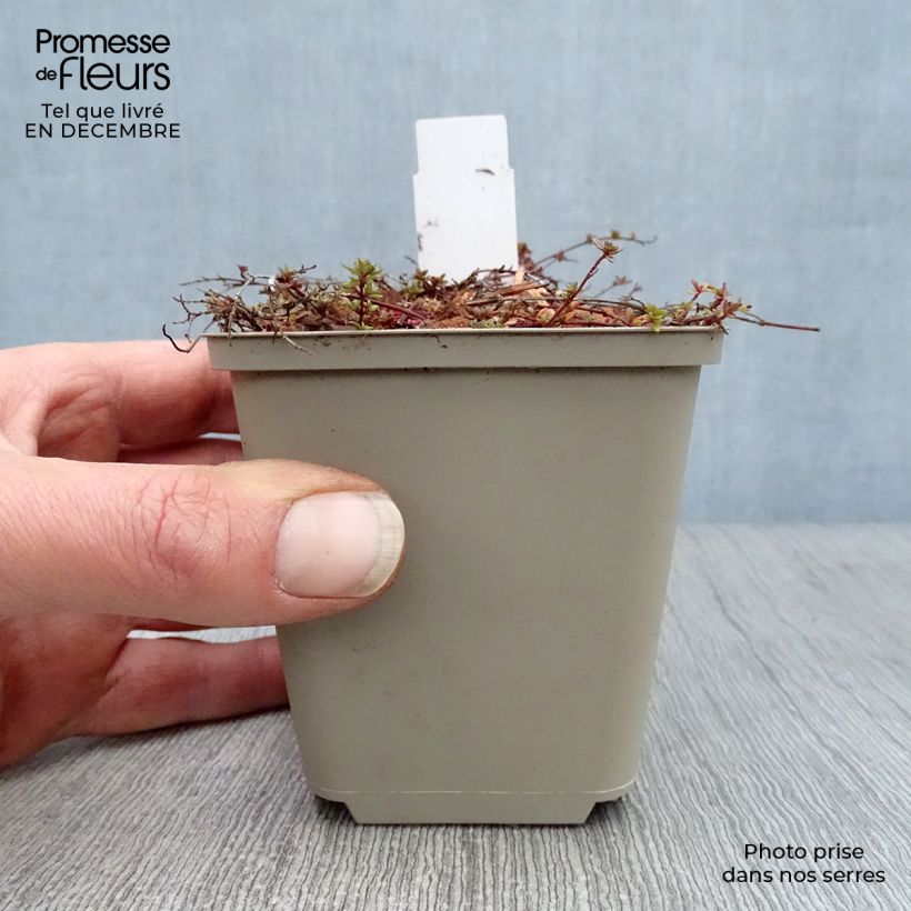 Thymus praecox Coccineus - Thyme 8/9 cm pot sample as delivered in winter
