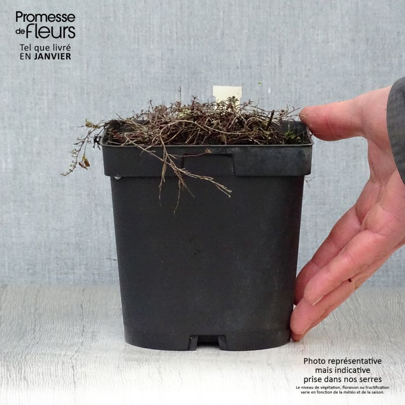 Thymus praecox Coccineus - Thyme 2L/3L pot sample as delivered in winter