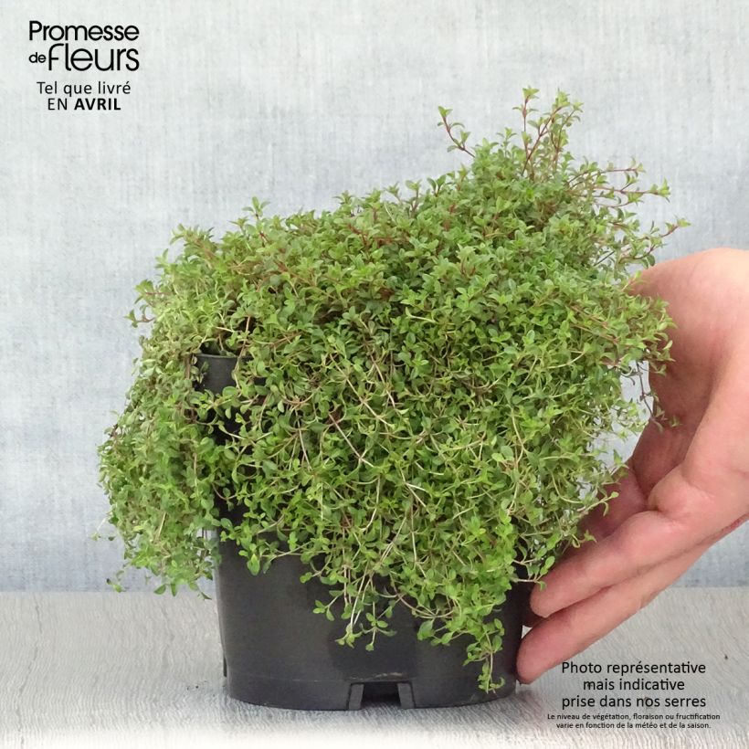 Thymus praecox Coccineus - Thyme 2L/3L pot sample as delivered in spring